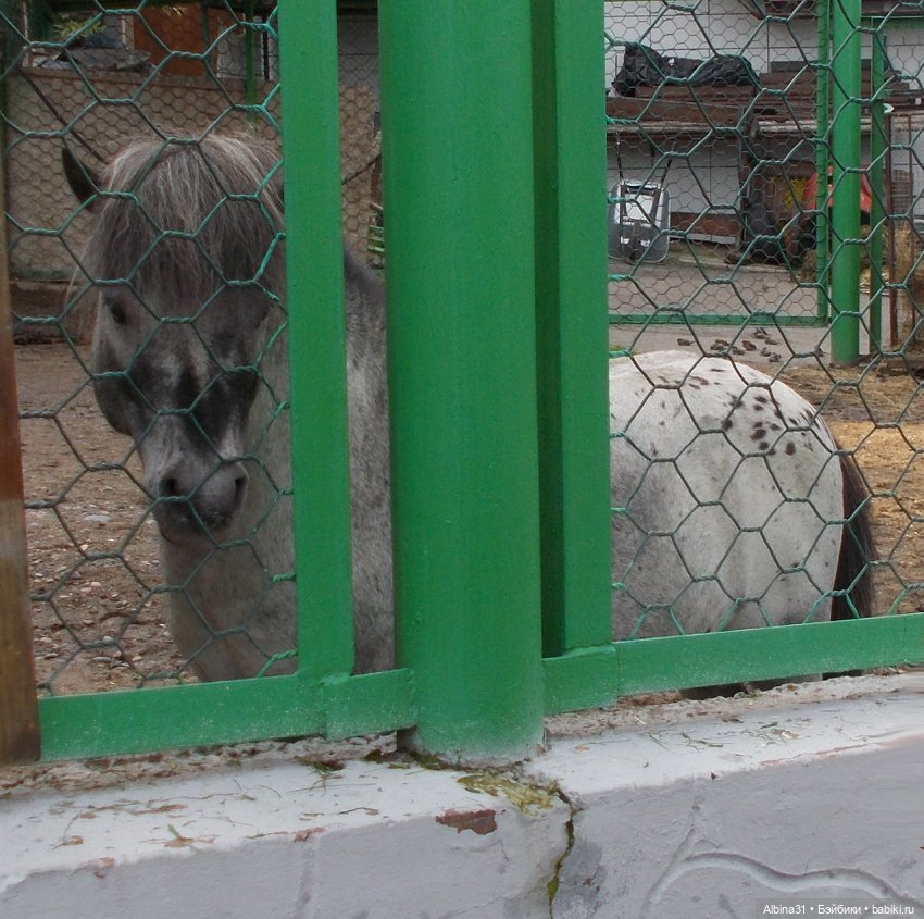 Звери, птицы и цветы (продолжение) (фото 5)