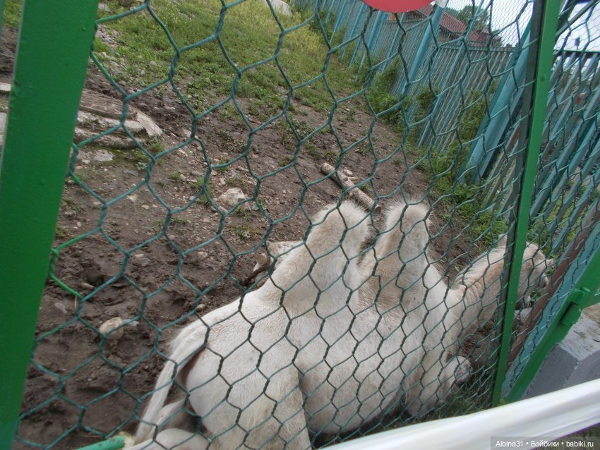 Звери, птицы и цветы (продолжение)