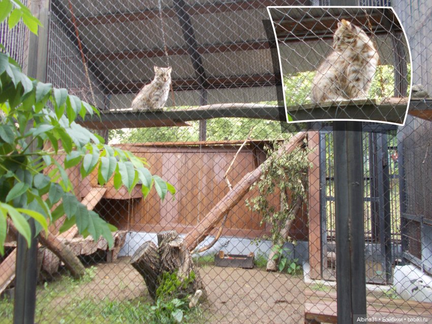 Звери, птицы и цветы (продолжение)