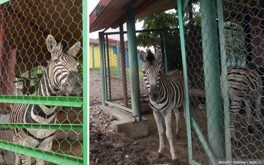 Звери, птицы и цветы (продолжение)