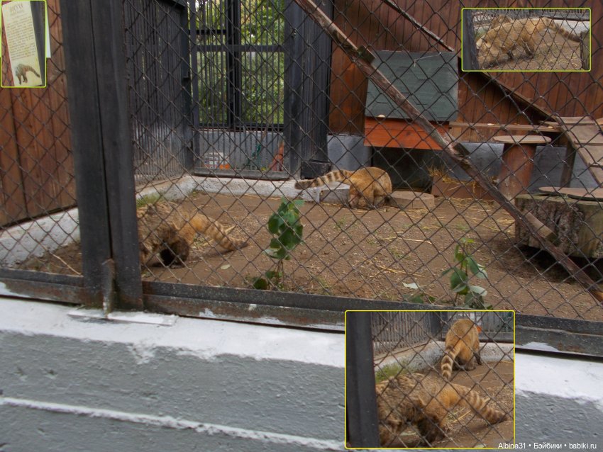 Звери, птицы и цветы (продолжение)