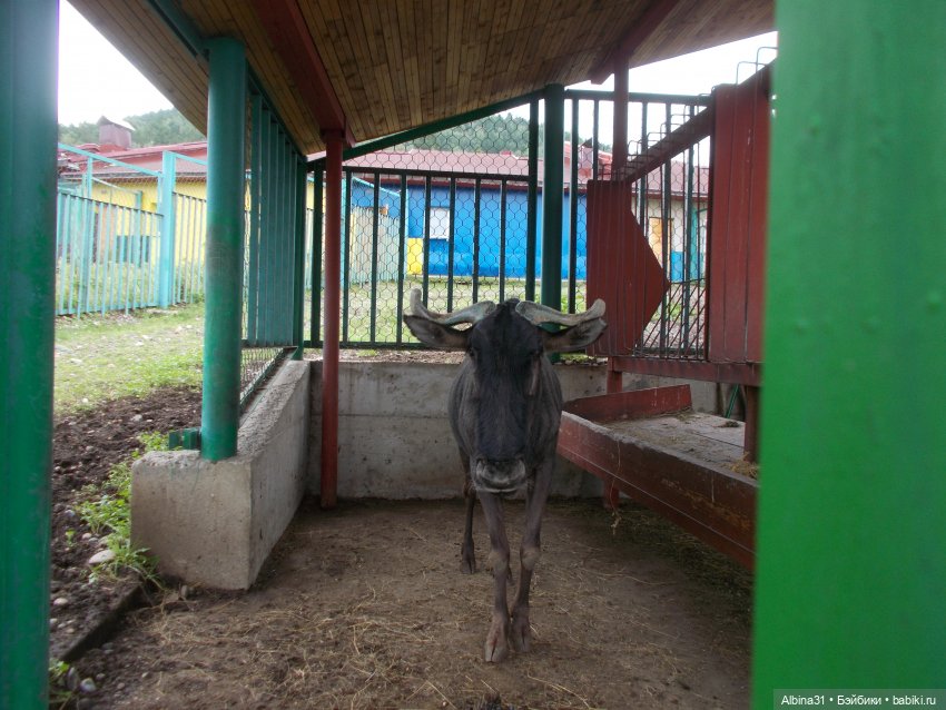 Звери, птицы и цветы (продолжение)