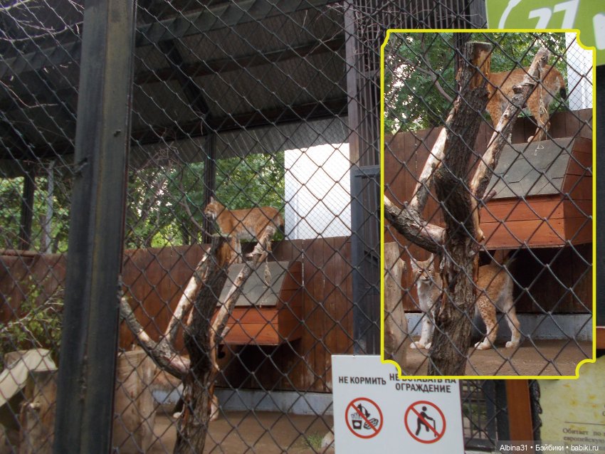 Звери, птицы и цветы (продолжение)