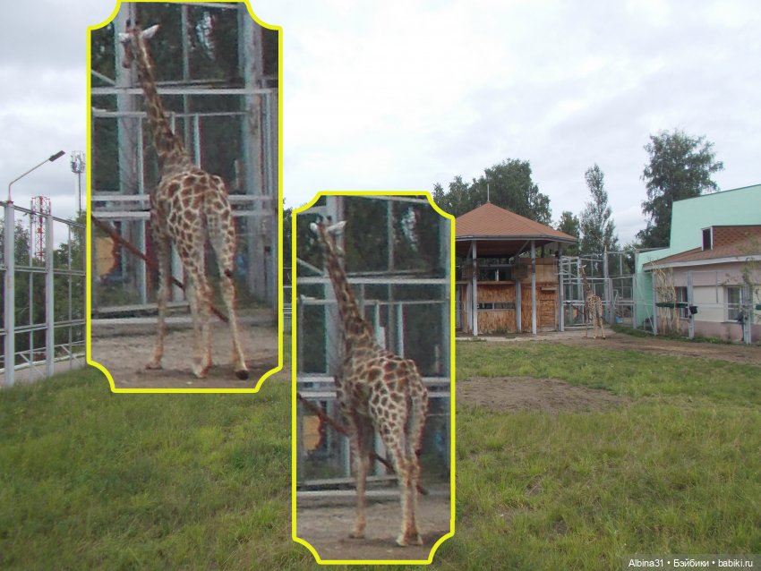 Звери, птицы и цветы (продолжение) (фото 8)