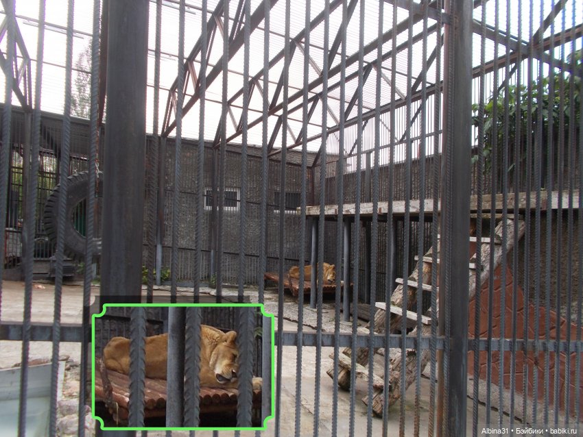 Звери, птицы и цветы (продолжение)