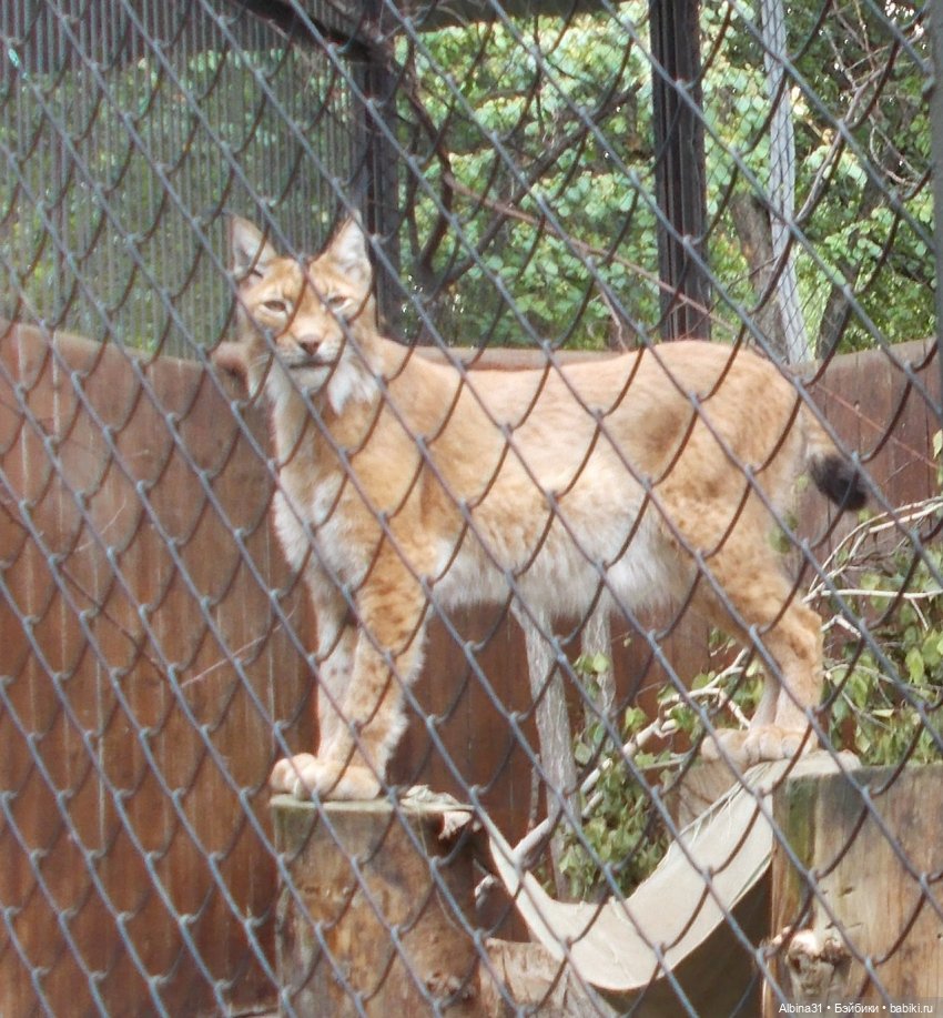 Звери, птицы и цветы (продолжение)