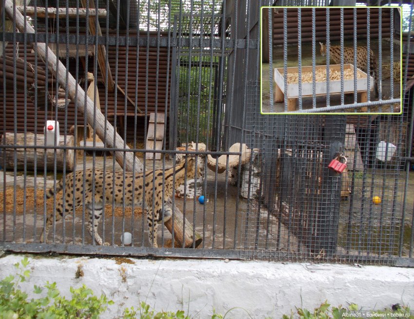 Звери, птицы и цветы (продолжение)