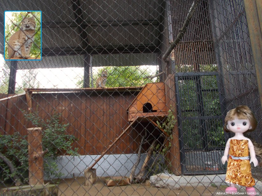 Звери, птицы и цветы (продолжение)