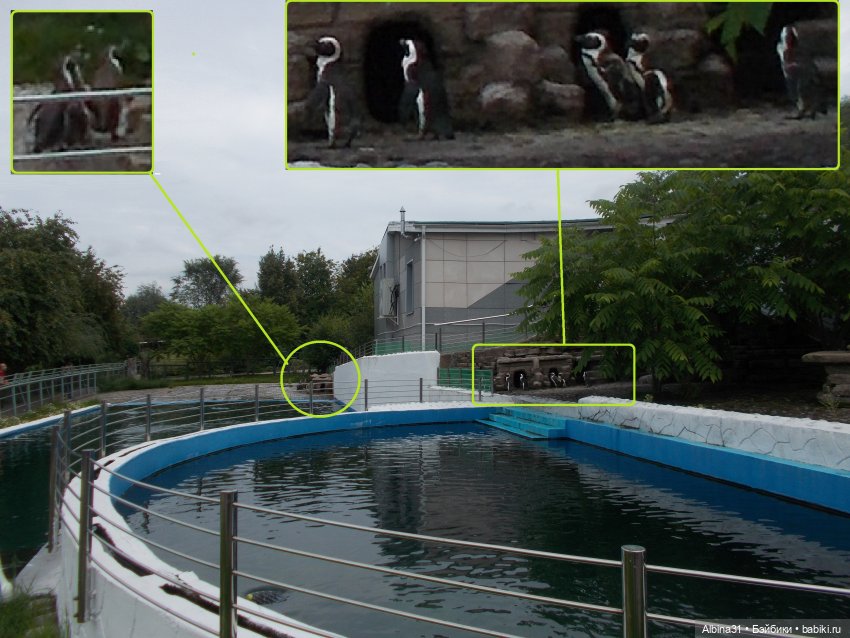 Звери, птицы и цветы (продолжение)