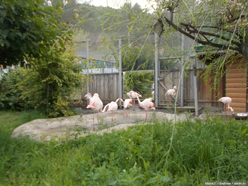 Звери, птицы и цветы (продолжение)