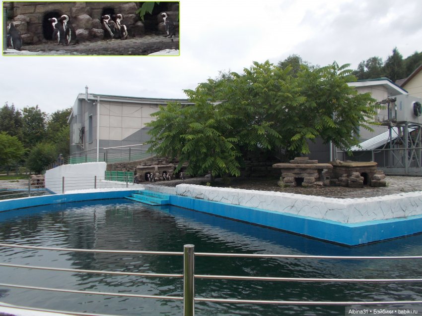 Звери, птицы и цветы (продолжение)