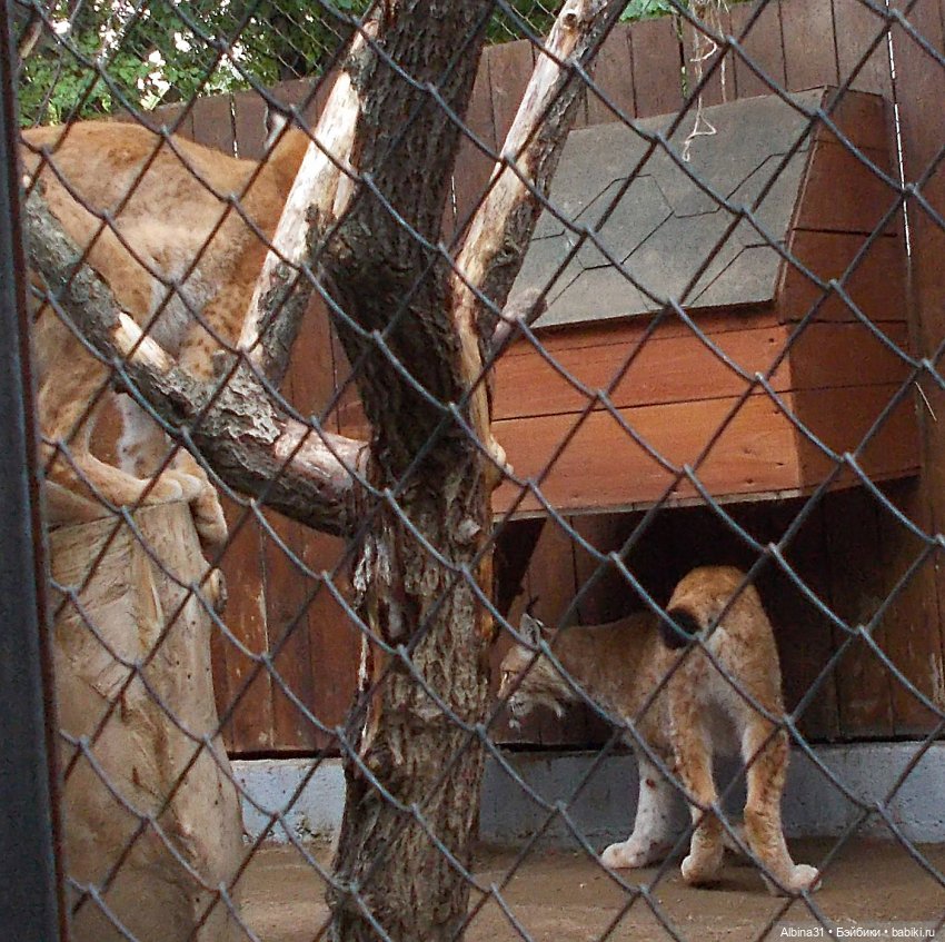 Звери, птицы и цветы (продолжение)