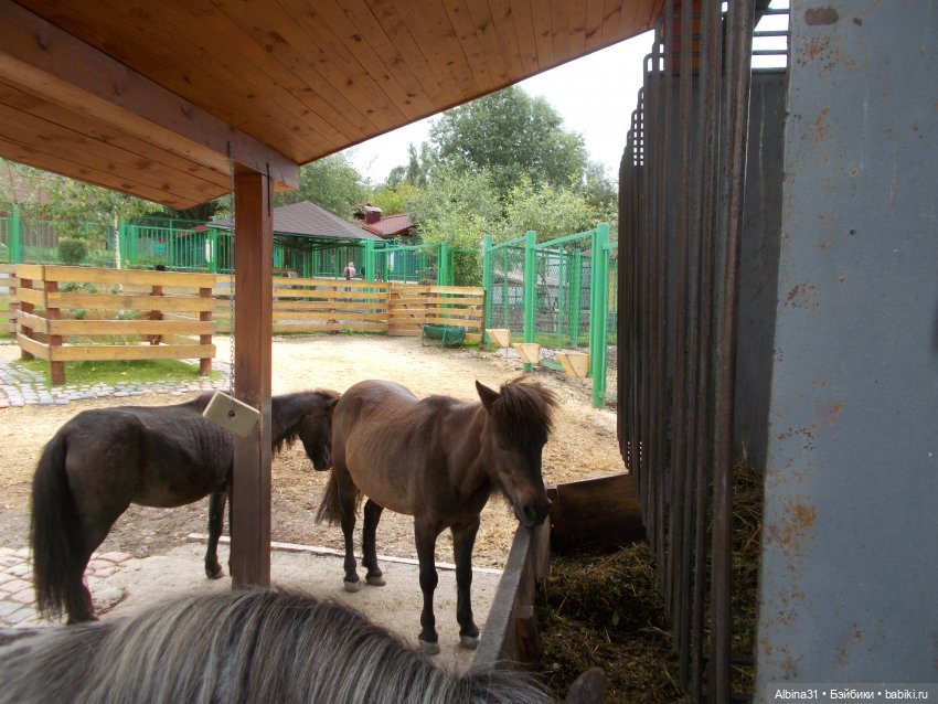 Звери, птицы и цветы (продолжение) (фото 7)