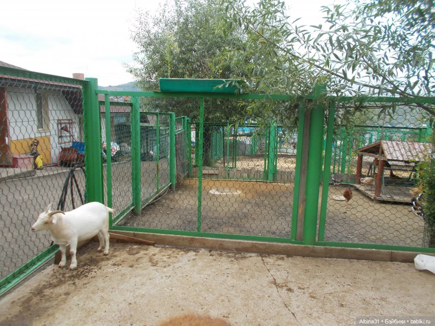 Звери, птицы и цветы (продолжение)