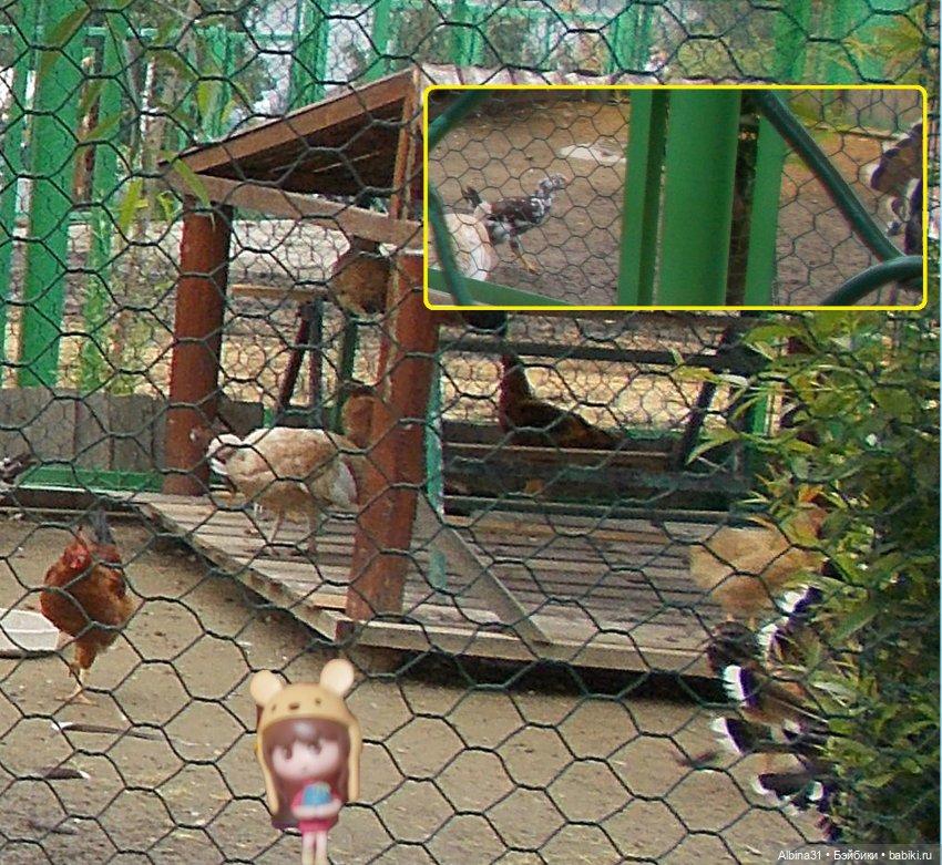 Звери, птицы и цветы (продолжение) (фото 2)