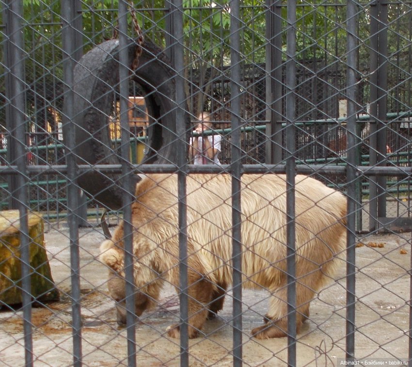 Звери, птицы и цветы (продолжение)