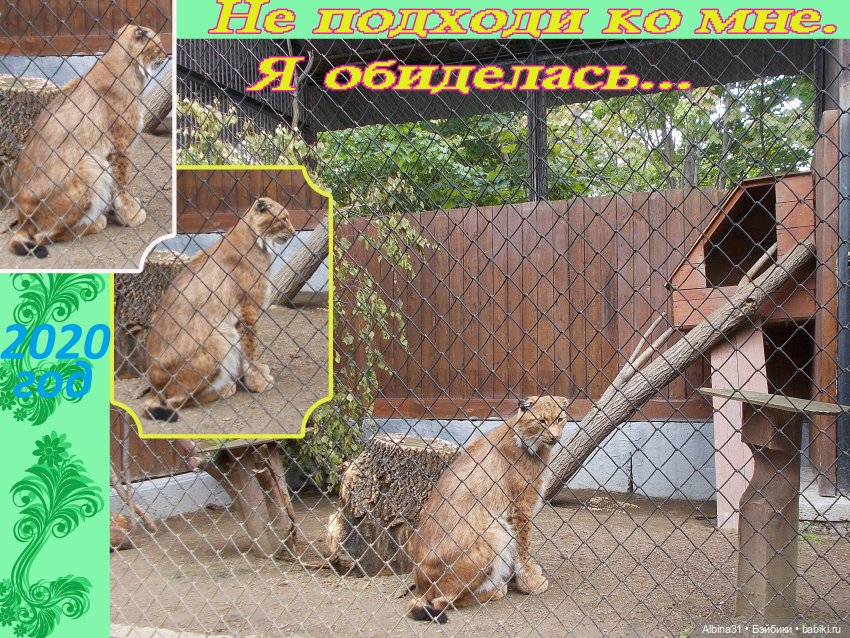 Звери, птицы и цветы (продолжение)