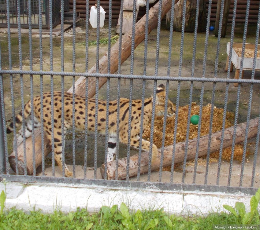 Звери, птицы и цветы (продолжение)