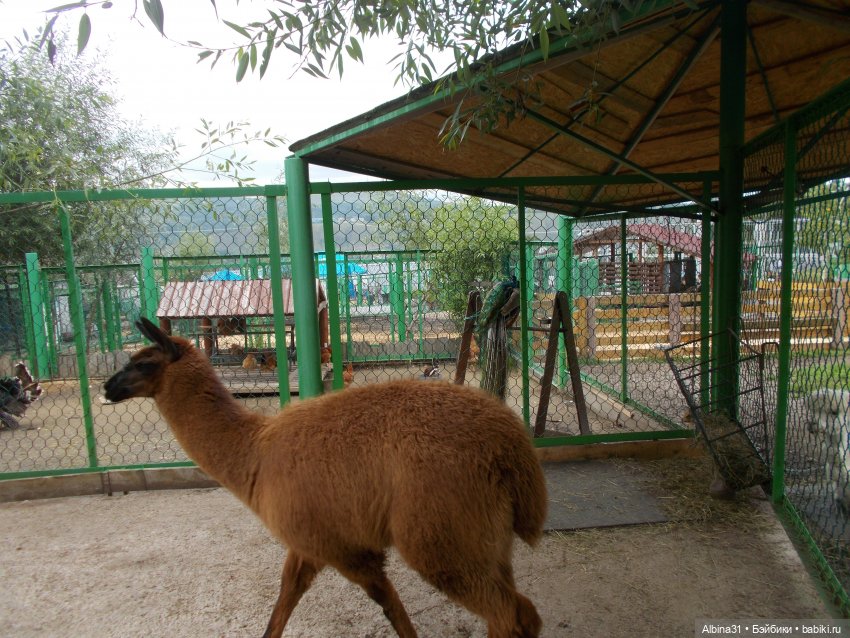 Звери, птицы и цветы (продолжение)