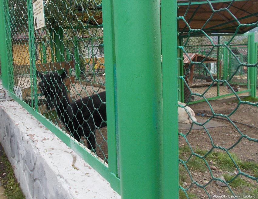 Звери, птицы и цветы (продолжение)