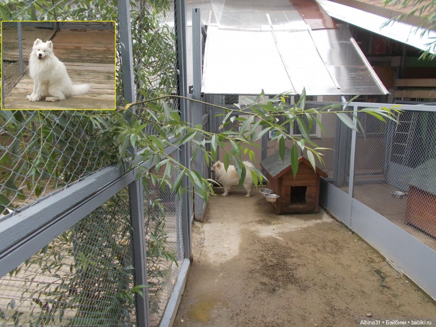 Звери, птицы и цветы (продолжение)