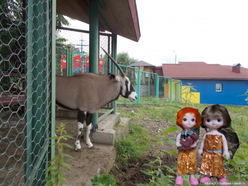 Звери, птицы и цветы (продолжение)