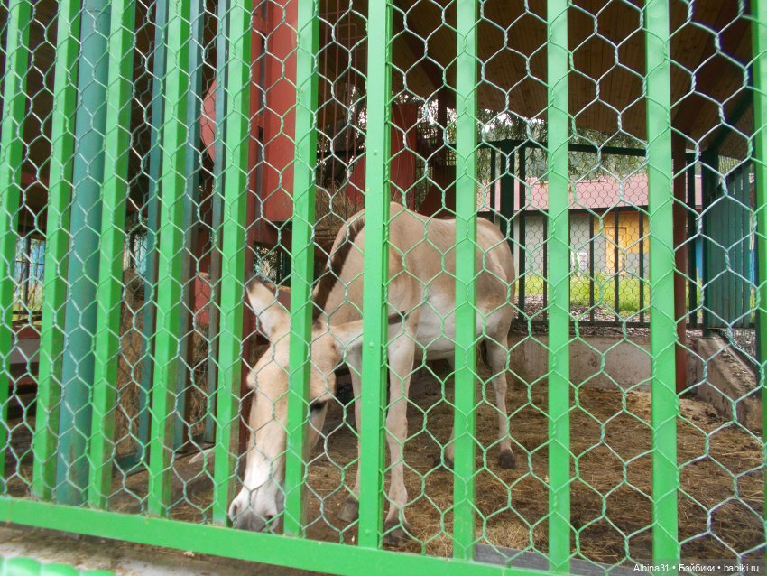 Звери, птицы и цветы (продолжение)