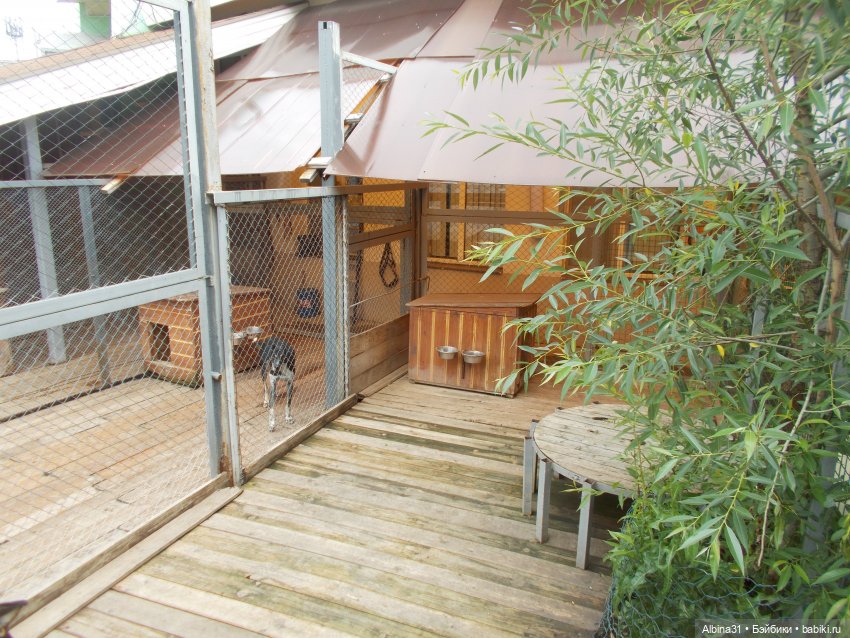 Звери, птицы и цветы (продолжение)