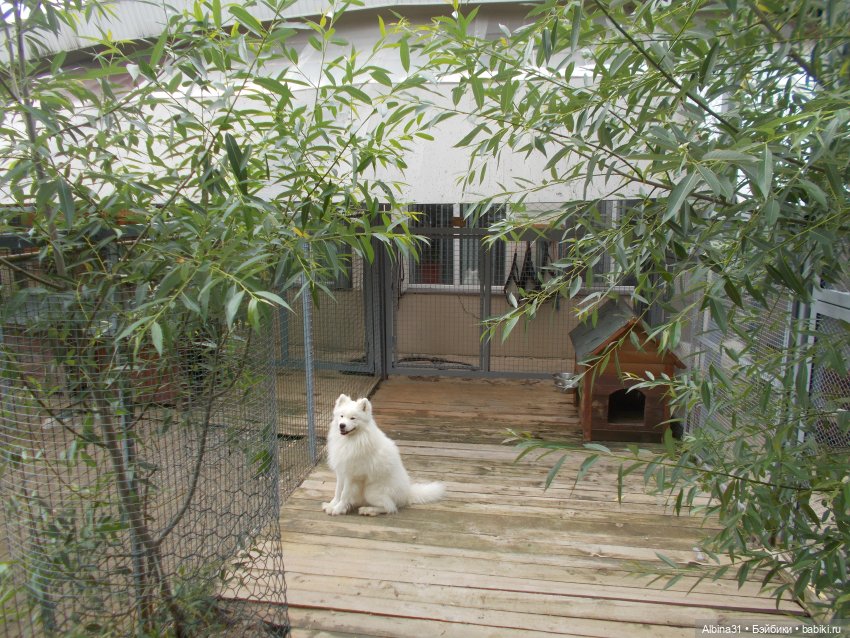 Звери, птицы и цветы (продолжение)