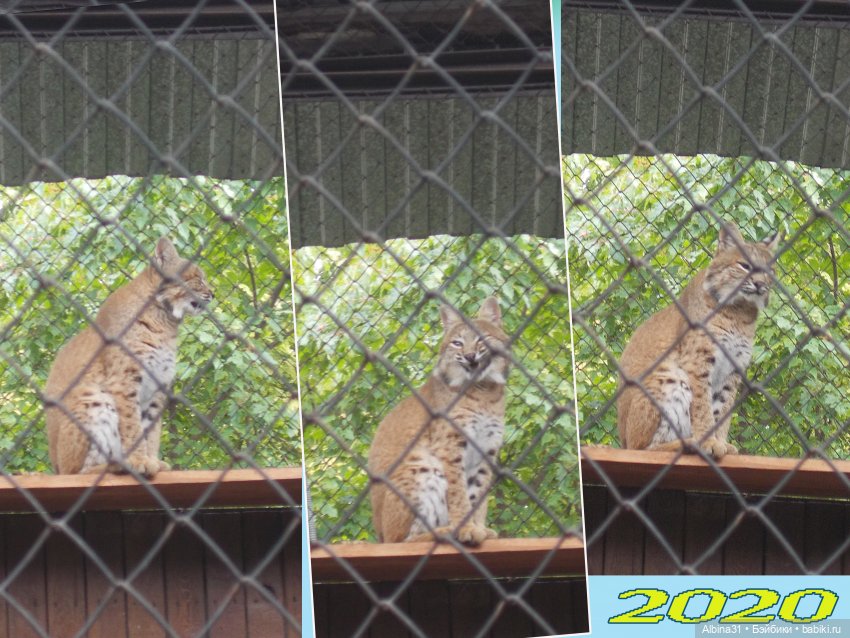 Звери, птицы и цветы (продолжение)