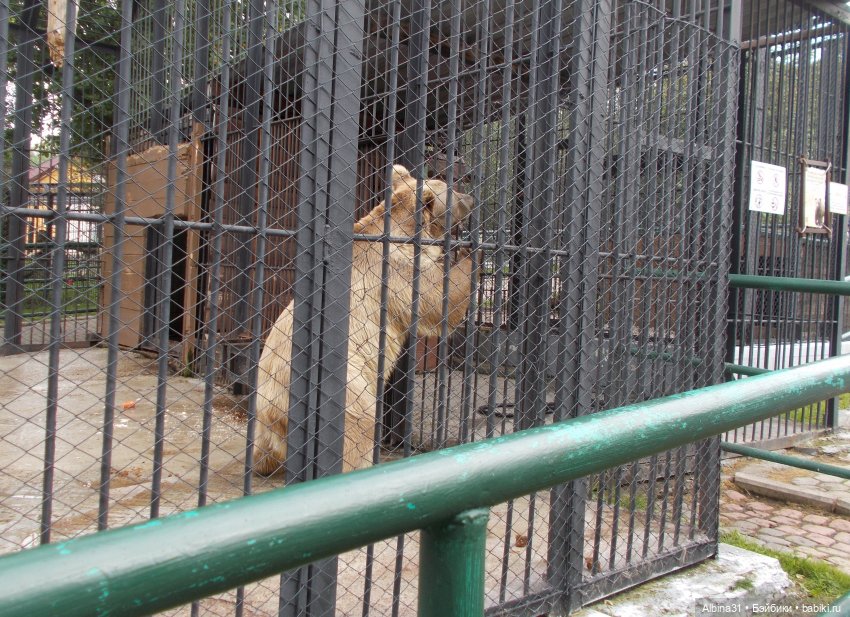Звери, птицы и цветы (продолжение)