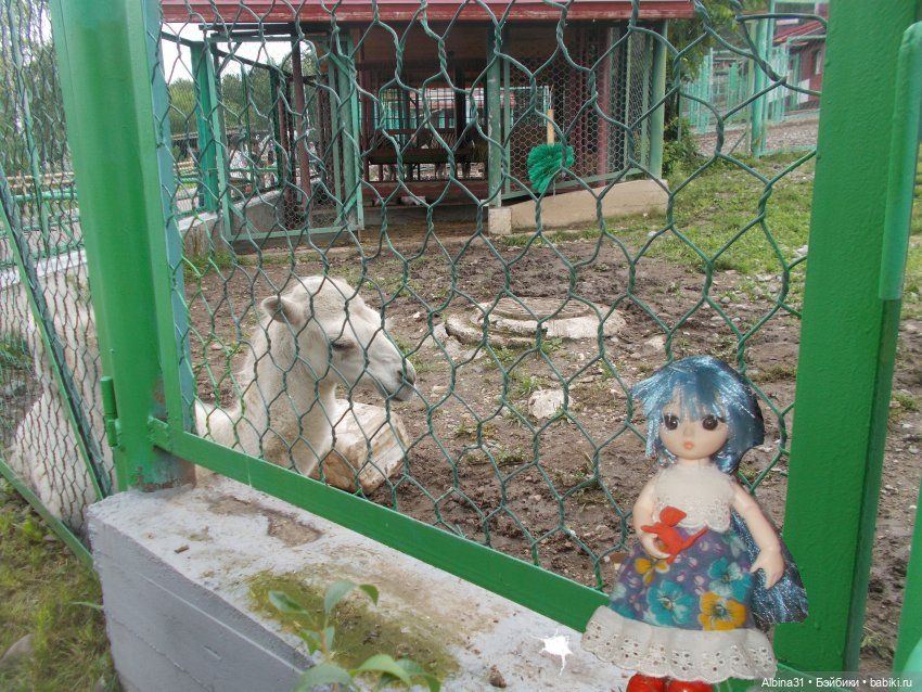 Звери, птицы и цветы (продолжение)