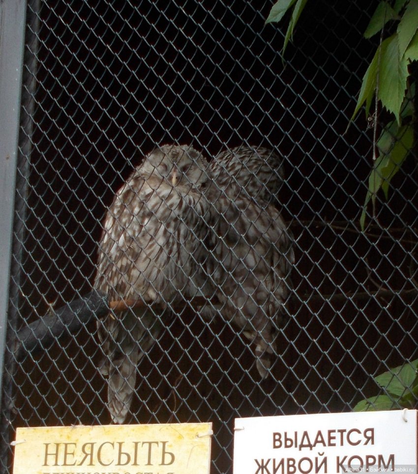 Звери, птицы и цветы (окончание) (фото 3)