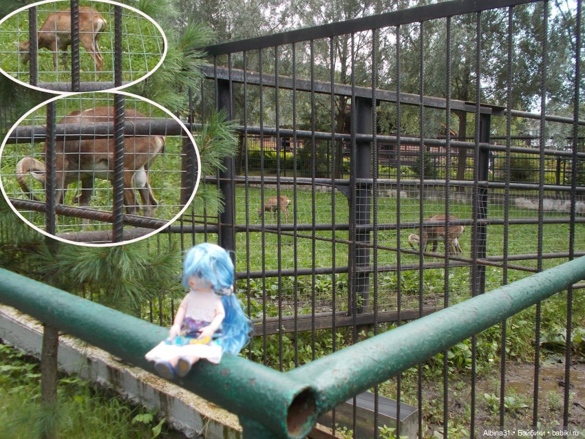 Звери, птицы и цветы (окончание) (фото 8)