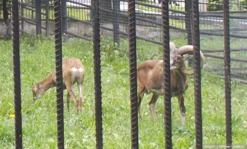 Звери, птицы и цветы (окончание)