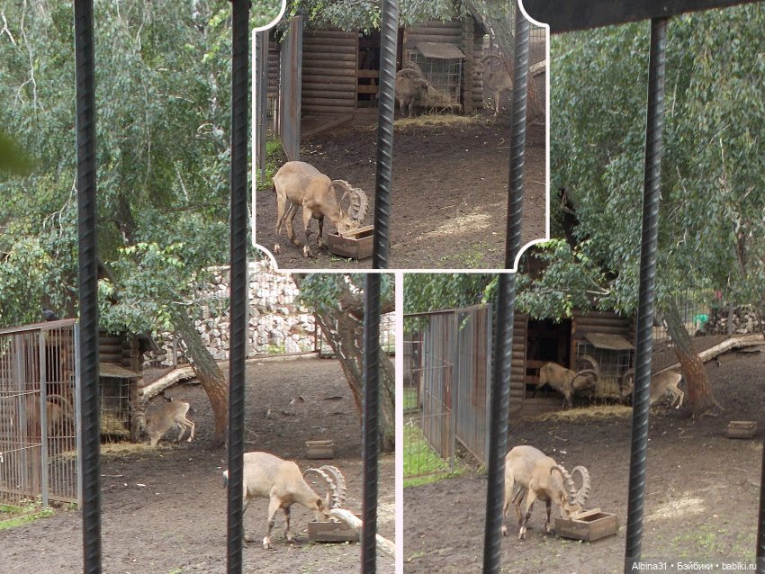 Звери, птицы и цветы (окончание) (фото 5)