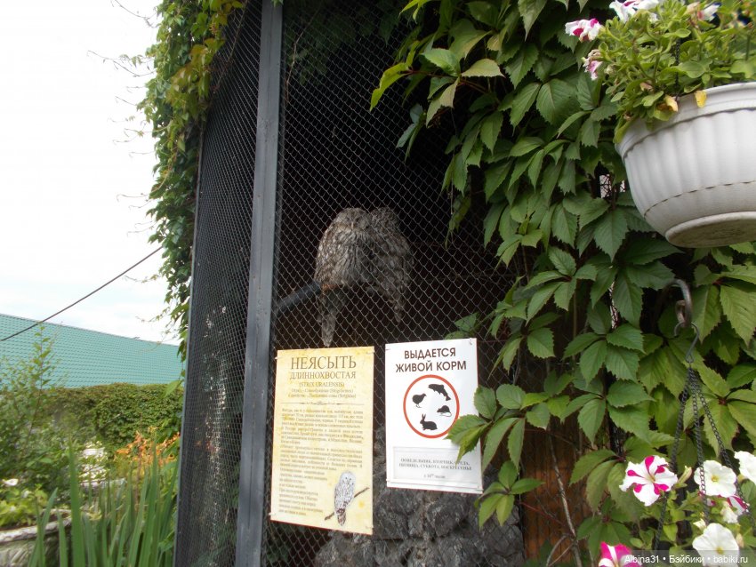 Звери, птицы и цветы (окончание) (фото 2)