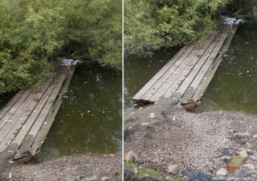 Звери, птицы и цветы (окончание)