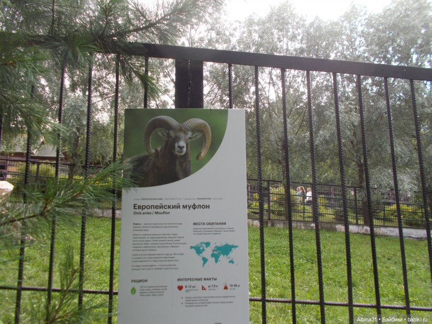 Звери, птицы и цветы (окончание) (фото 7)