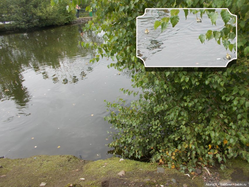 Звери, птицы и цветы (окончание)