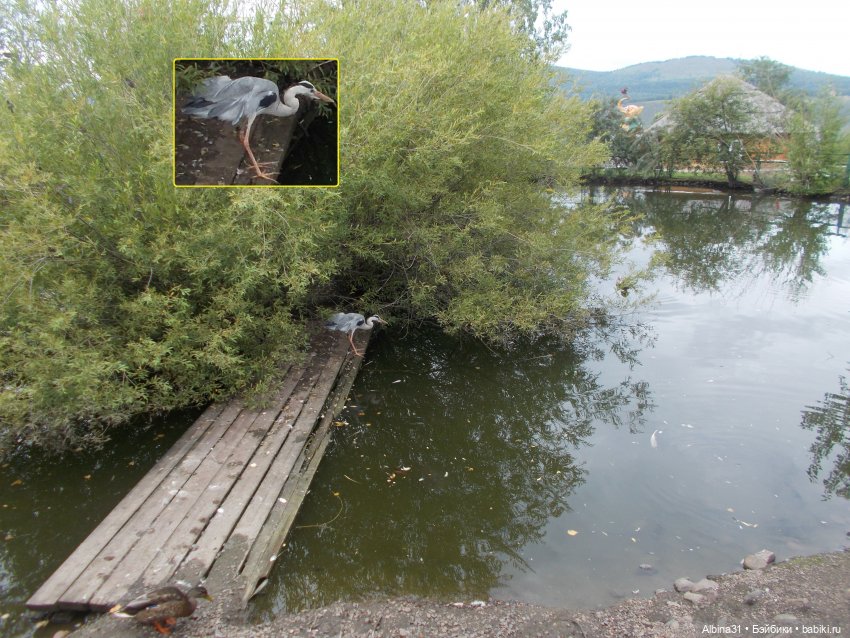 Звери, птицы и цветы (окончание)