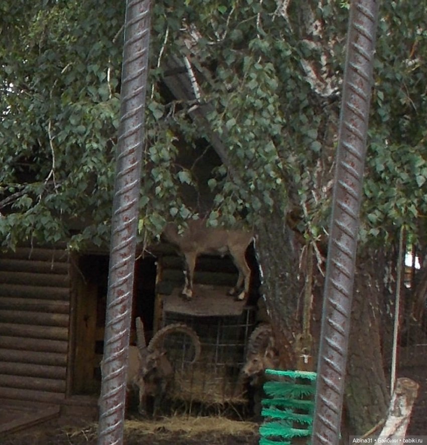 Звери, птицы и цветы (окончание) (фото 6)