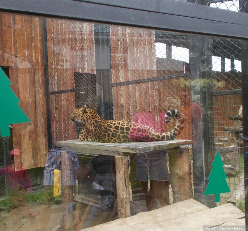 Звери, птицы и цветы (окончание)