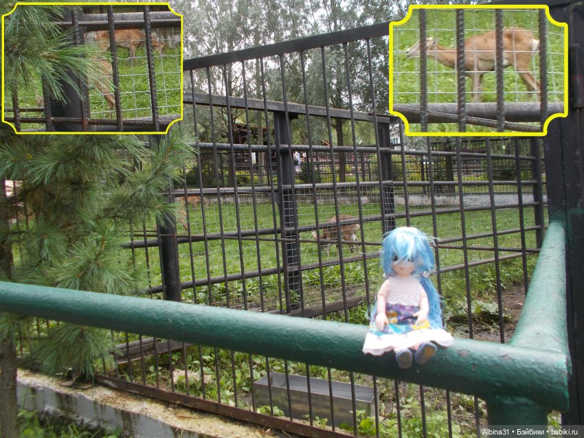 Звери, птицы и цветы (окончание) (фото 9)