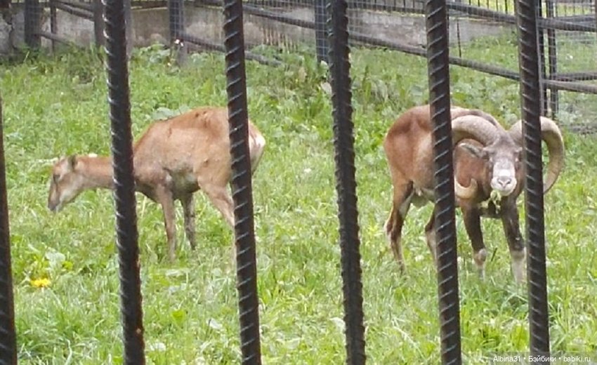 Звери, птицы и цветы (окончание)