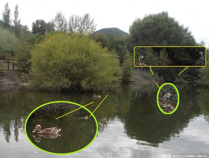 Звери, птицы и цветы (окончание)