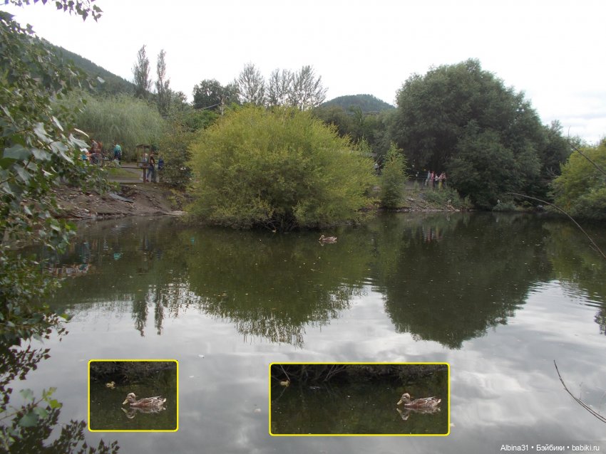 Звери, птицы и цветы (окончание)