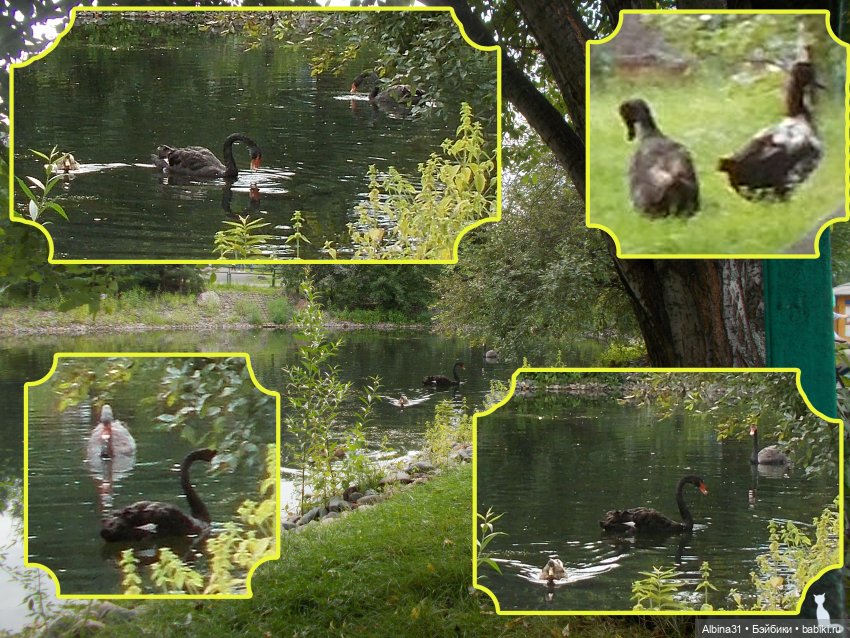 Звери, птицы и цветы (окончание)