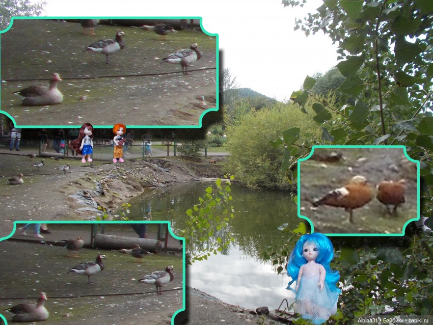 Звери, птицы и цветы (окончание)