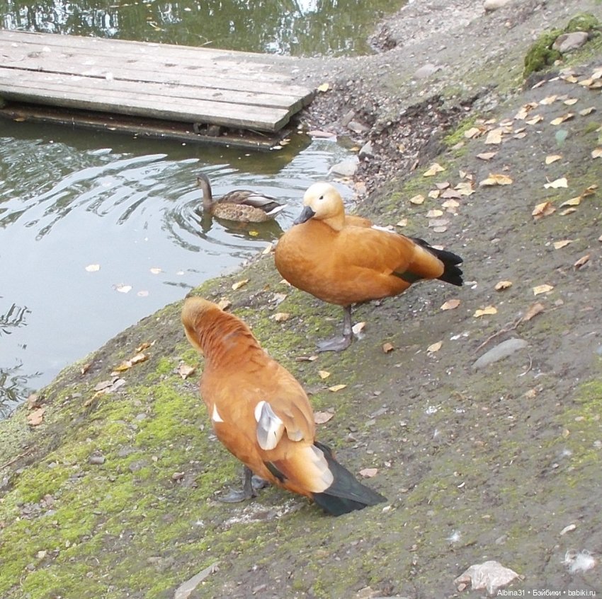 Звери, птицы и цветы (окончание)